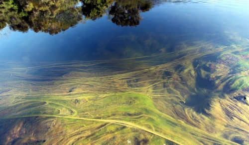 Green filamentous algae in the Waitangi River.