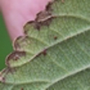 Rust fungus proving value in battle against lantana