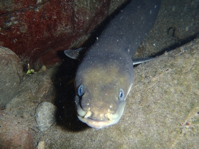 Longfin eel (Photo: Horizons Regional Council). 