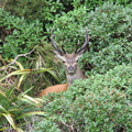 Wild deer free Northland