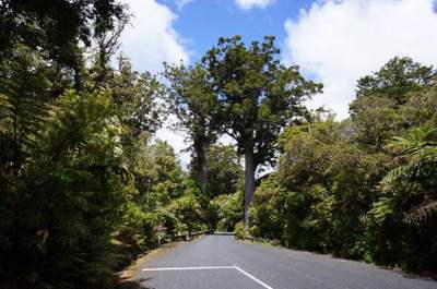 Kauri in Waipoua Forest. 
