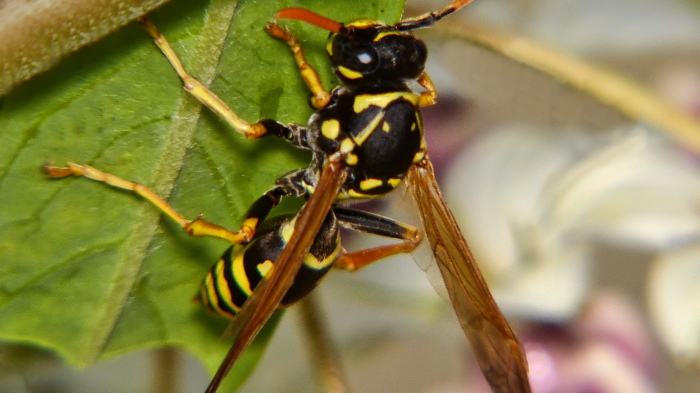 Asian paper wasp