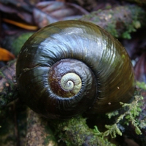 Kauri Snail (200).jpg