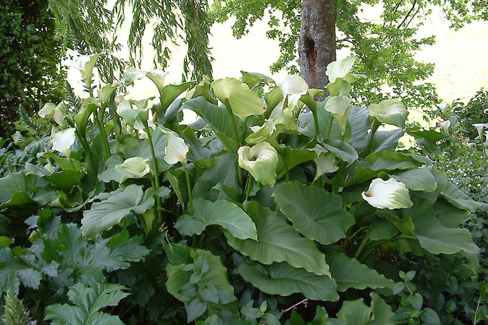 Arum lily clump. (Photo: Weedbusters).