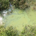 Cyanobacteria (blue-green algae)