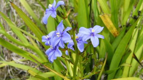 Aristea Photo Credit Carolyn Lewis And Weedbusters 5