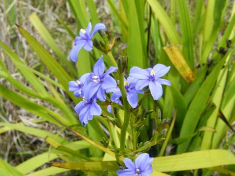 Aristea Photo Credit Carolyn Lewis And Weedbusters 5
