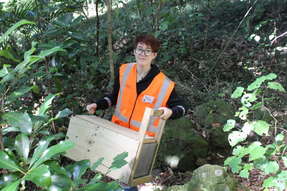 Aires Form Tauraroa Area School Gets Ready To Place Her Live Capture Trap (Edit)