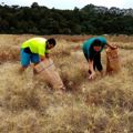 Ecosourcing for dune restoration