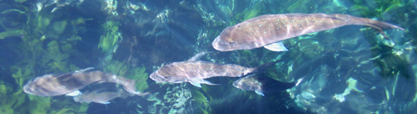 Snapper Poor Knights Edit 1200