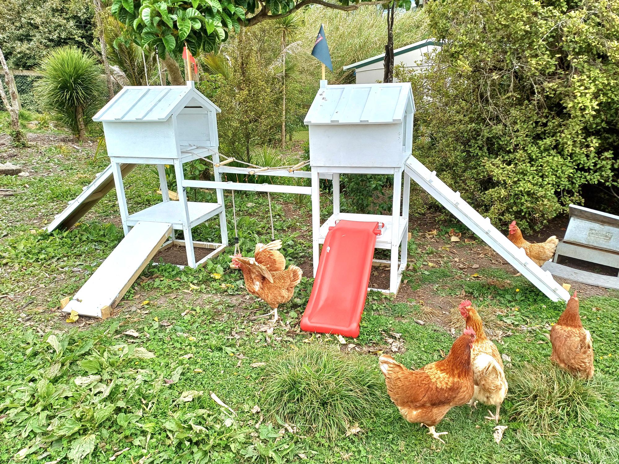 Five chickens outside a small jungle gym.
