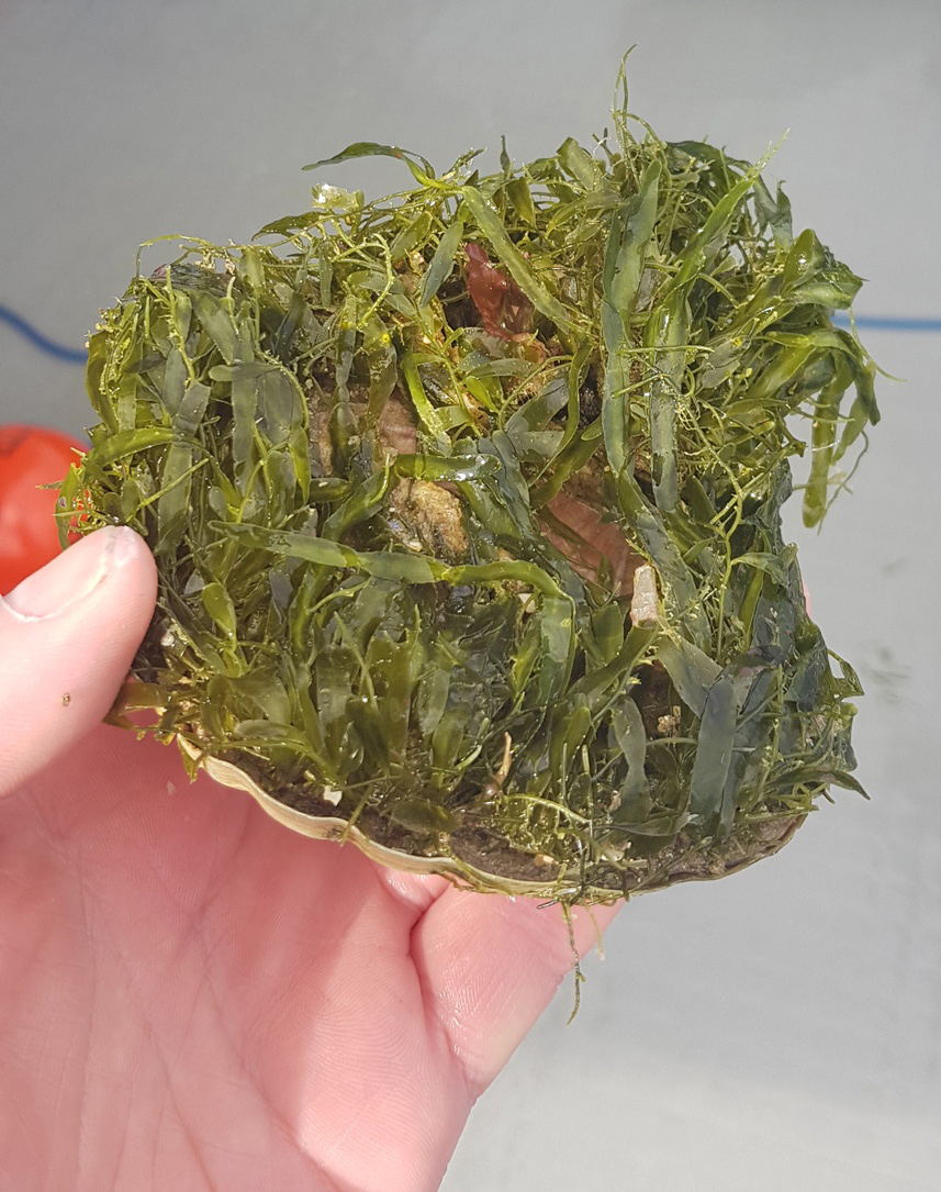 Caulerpa on a scallop. (Photo credit: NIWA).