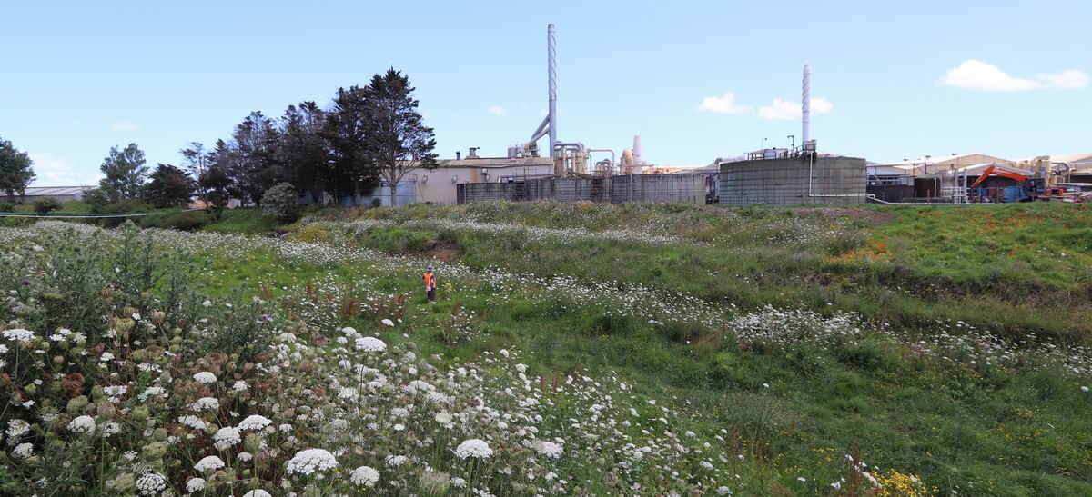 Man standing in paddock with timber mill in the background.