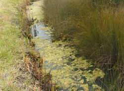 Algal growth in a roadside drain.