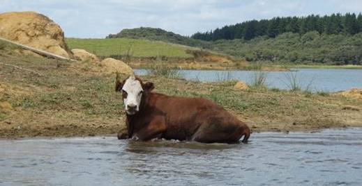 Cow sitting in a lake.