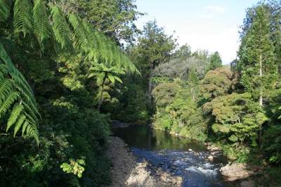 Stream flowing through native bush. 