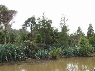 Rotu Bottleneck Swamp Forest, Dargaville.
