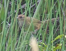 Fernbird.