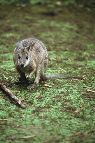 Wallaby (Photo copyright DoC).