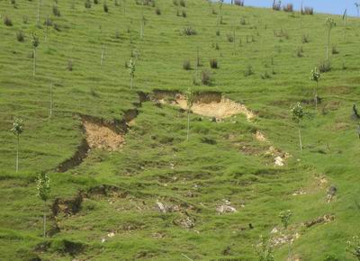Trees planted to stabilise a slip.