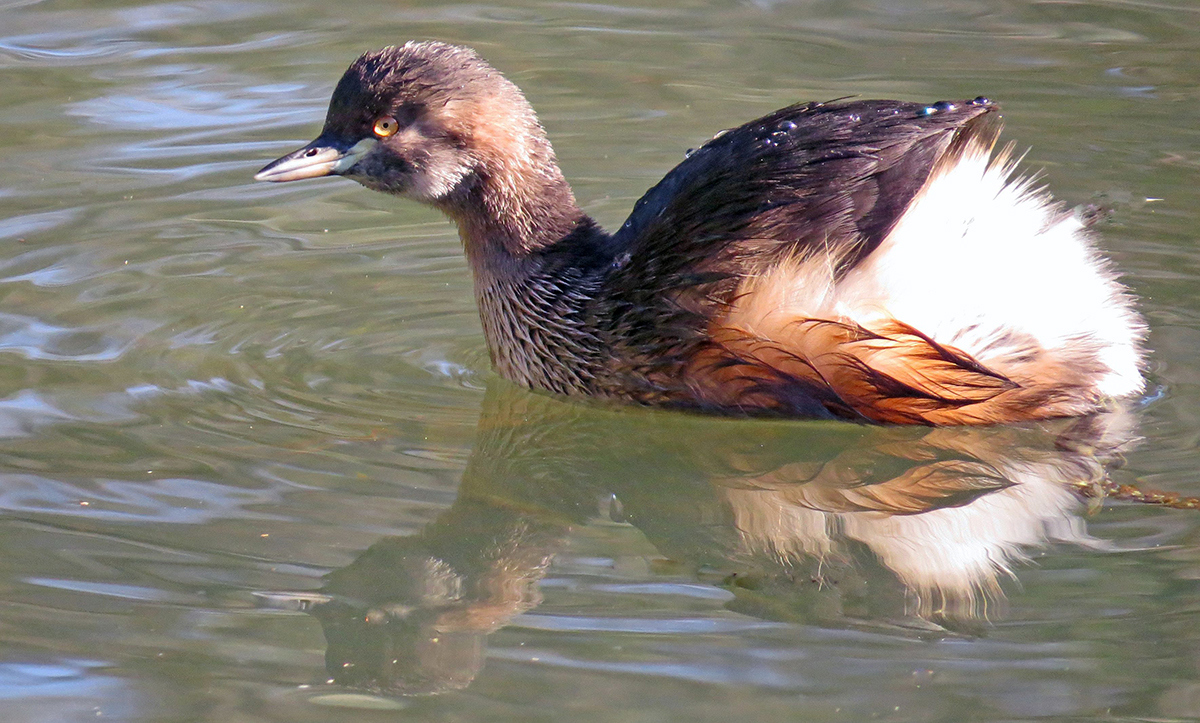 Australasian Grebe.