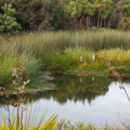 Wetlands