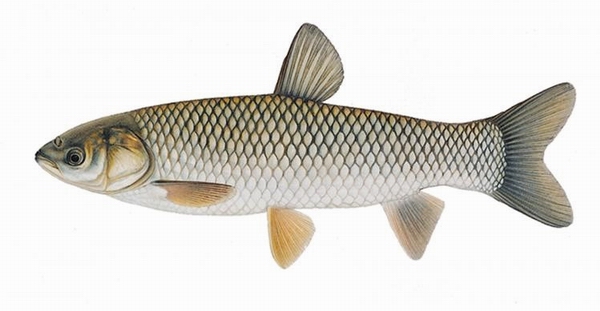 Grass Carp.