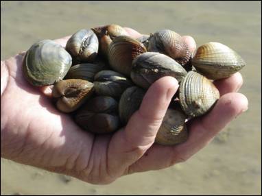 Hand holding cockles.