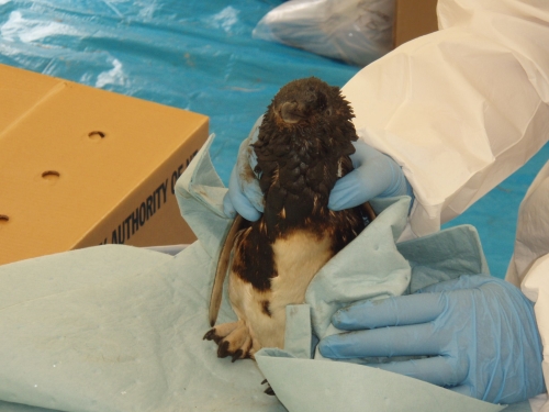 Oiled Motiti Island penguin being treated.