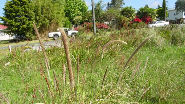 African Feather Grass 02 No Photo Credit