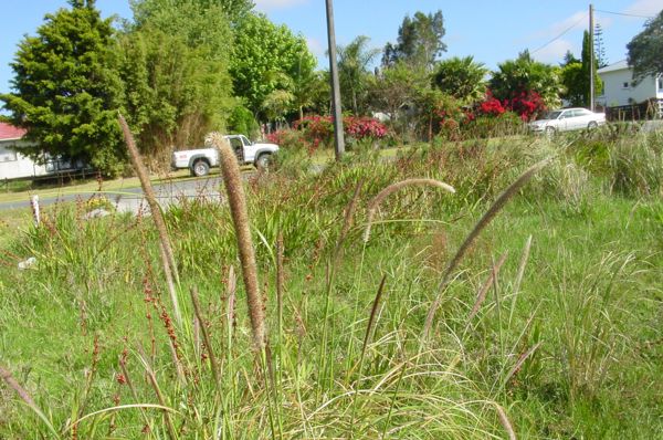 African Feather Grass 02 No Photo Credit