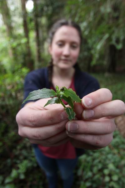 Aimee holding damaged leaves.