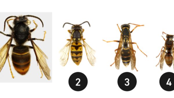 Yellow Legged Hornet Comparison