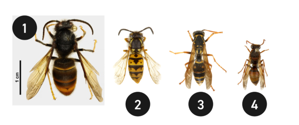 Yellow Legged Hornet Comparison