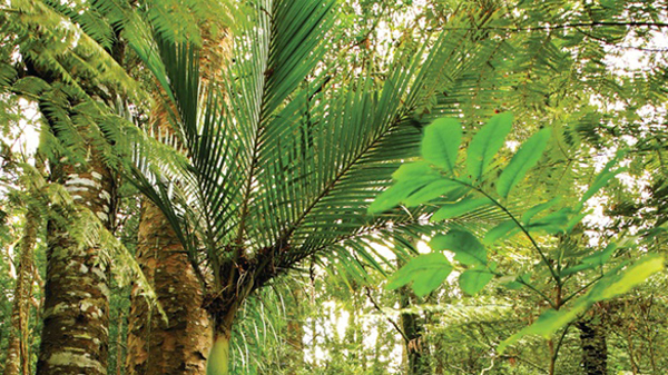 Te Taitokerau Forest Canopy
