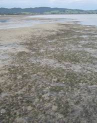 Remnant seagrass patch near One Tree Point.