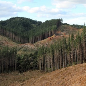 Glenbervie Forest (05) 20170801 (400)