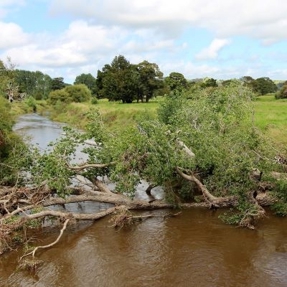 Large tree fallen across river.