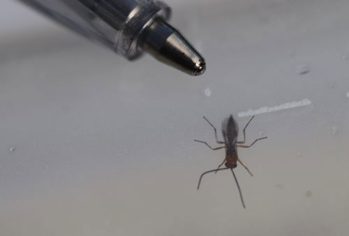 Wasp beside ball point pen nib for scale.