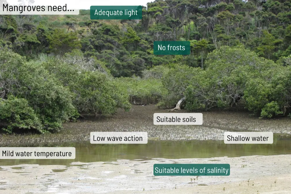 What mangroves need.