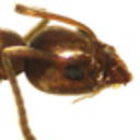 Check your gear for Argentine Ants