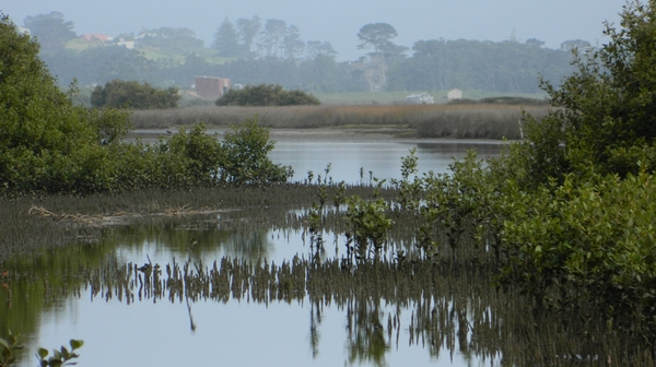 Waipu Estuary mangroves.