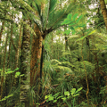 Te Kotahitanga - Working in partnership