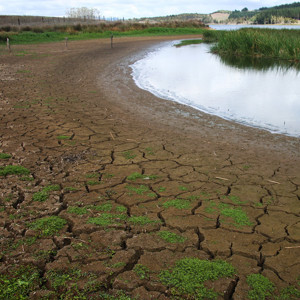 Lake Owhareti In Drought (S) (1000)