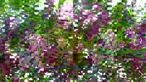 Akebia 04 Photo Credit Weedbusters