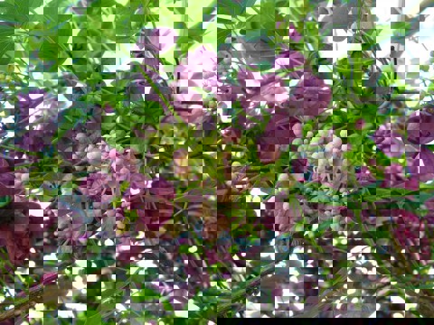 Akebia 04 Photo Credit Weedbusters