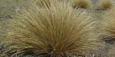 Sand Tussock (Hinarepe | Poa bilardierei) (Photo credit NZCPN Jeremy Rolfe).