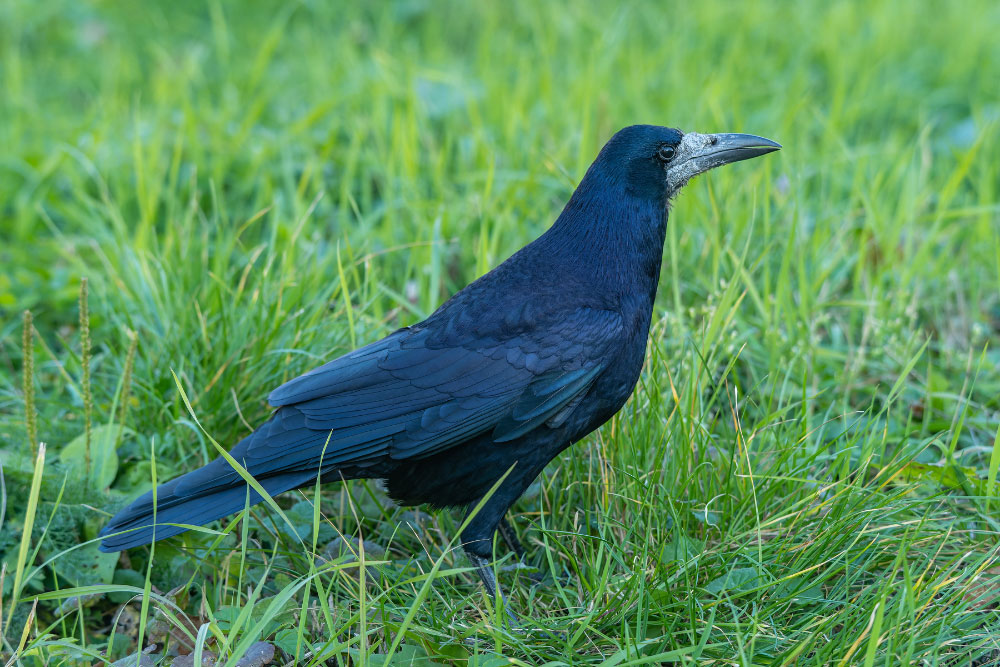 A rook on pasture.