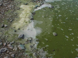 Blue-green algal scums around the eastern edge of Lake Ōmāpere. 