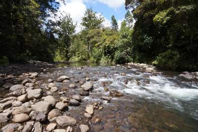 The Waipoua River. 